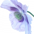 Blue Poppy